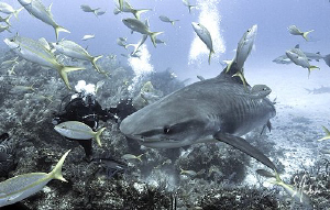 A meeting with a Tiger Shark at Ginormous. They sure curi... by Steven Anderson 
